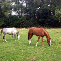 Weidepaddocks