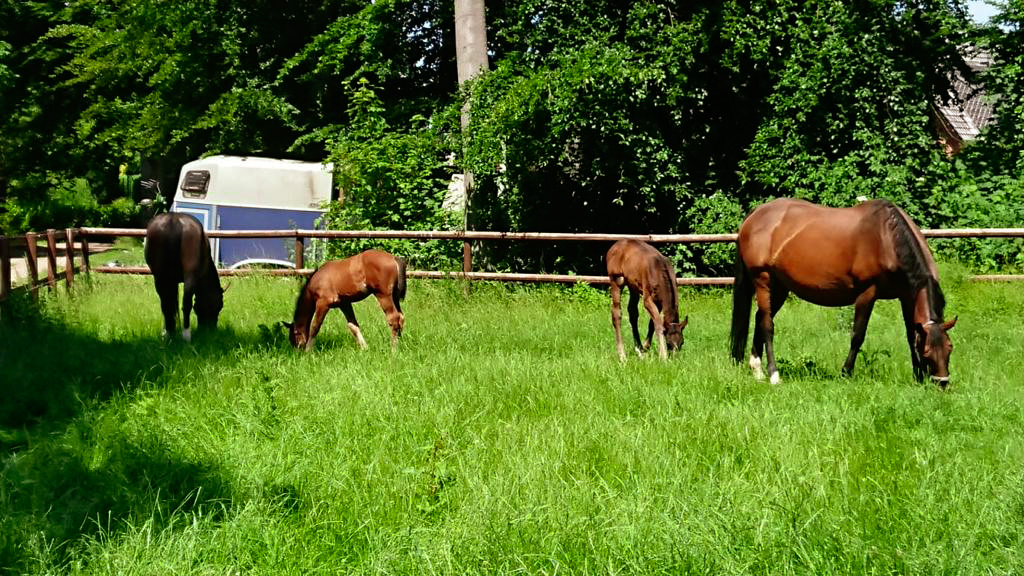 Fohlen auf der Wiese